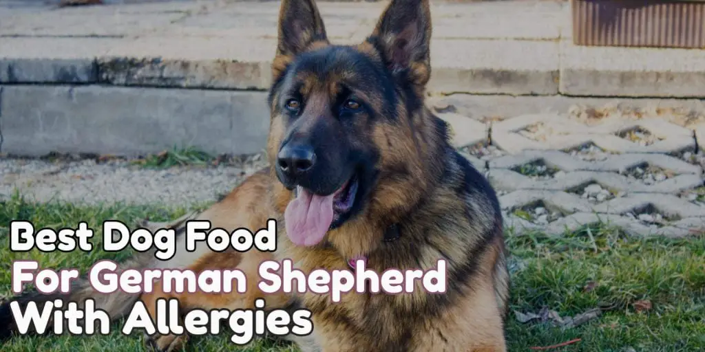 Best Dog Food For German Shepherds With Skin Allergies
