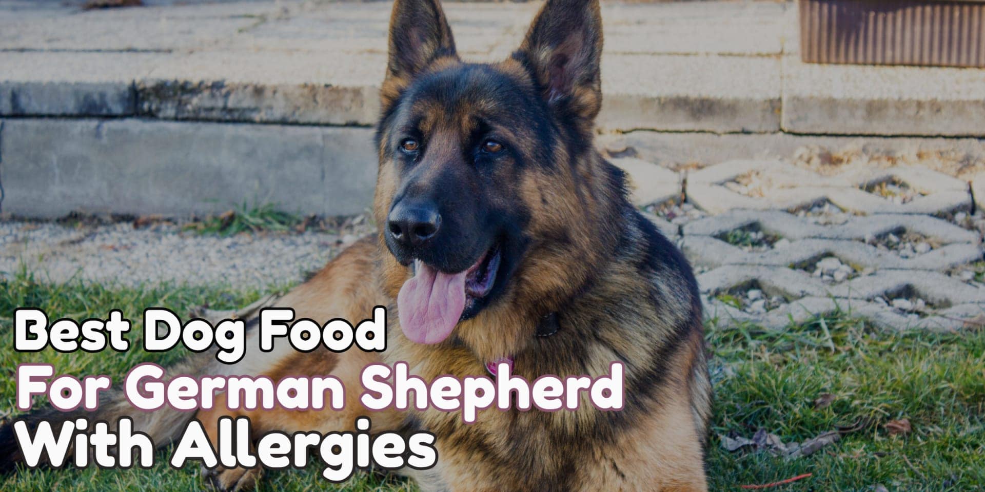 What Is The Best Dog Food For German Shepherds With Skin Allergies