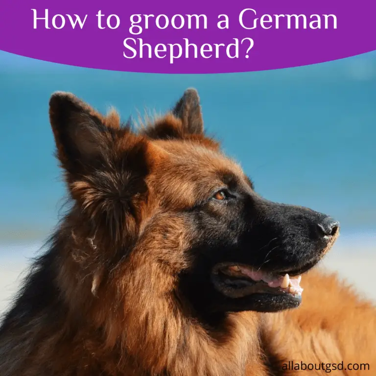 Brushing Your German Shepherd Dog