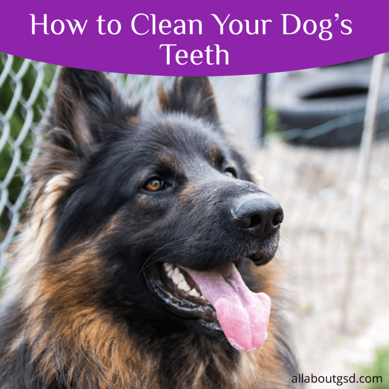 Cleaning Your Dogs Teeth