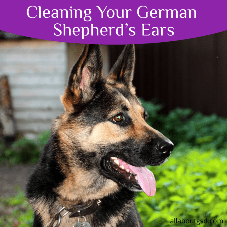 Cleaning Your German Shepherds Ears