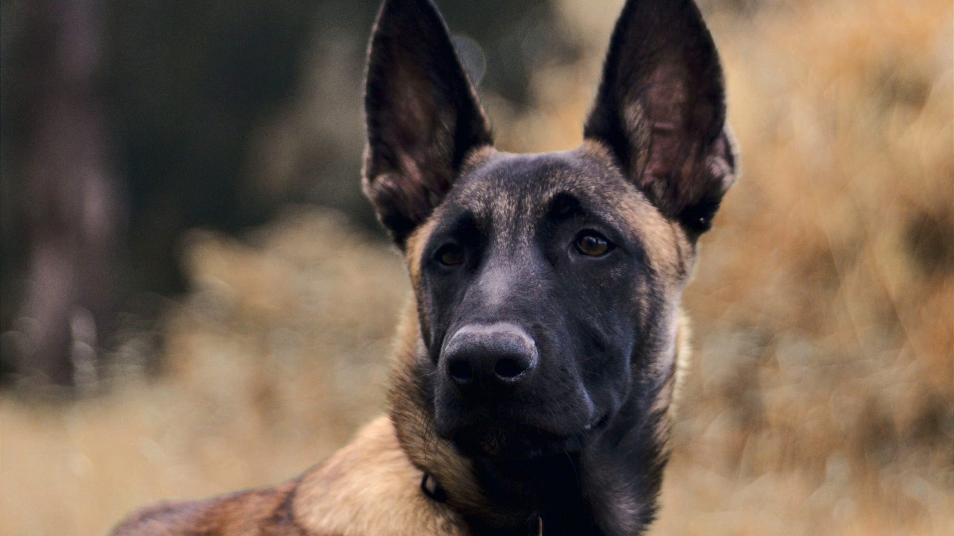 40+ Pros And Cons Of Owning A German Shepherd All About GSD