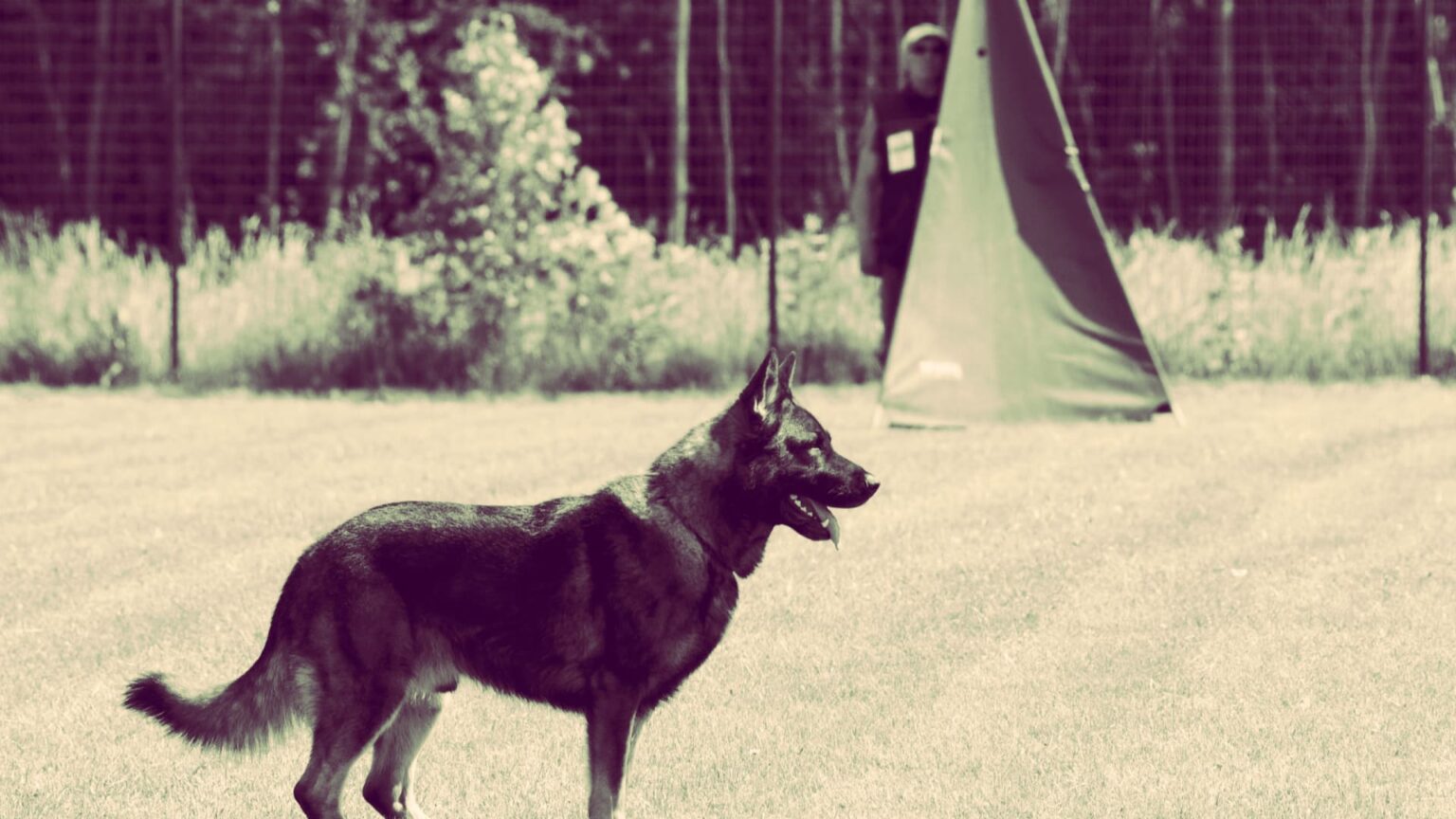 40+ Pros And Cons Of Owning A German Shepherd All About GSD