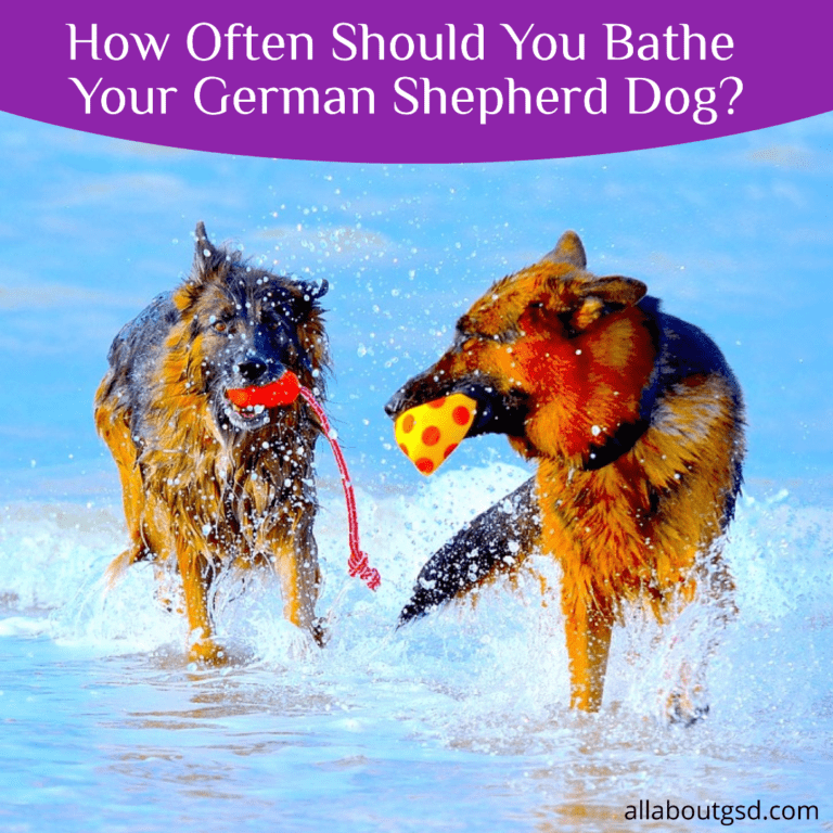 How Often Should You Bathe Your German Shepherd Dog