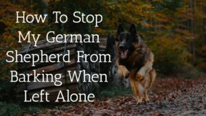 How To Stop My German Shepherd From Barking When Left Alone