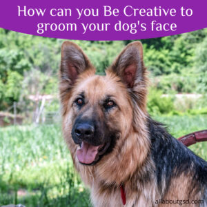 How Can You Be Creative To Groom Your Dog'S Face