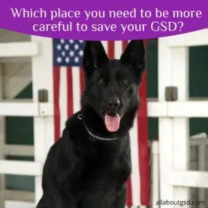 Which Place You Need To Be More Careful To Save Your Gsd?