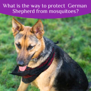 What Is The Way To Protect German Shepherd From Mosquitoes?