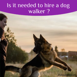 Is It Needed To Hire A Dog Walker ?