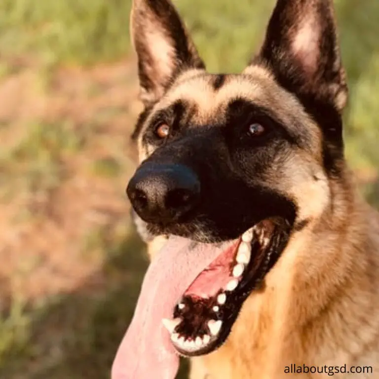 How To Stop My German Shepherd From Biting All About German Shepherds