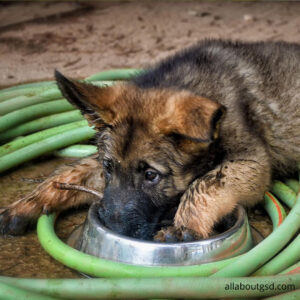 How Much Nutrition A German Shepherd Need?