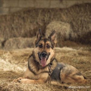 How Can You Help Your German Shepherd While You Are Homeless