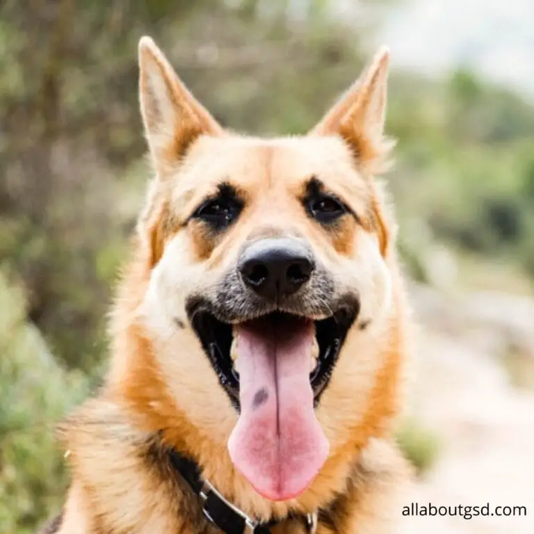 Why Does My German Shepherd Cuddle Everyone But Me? Now What? All About German Shepherds