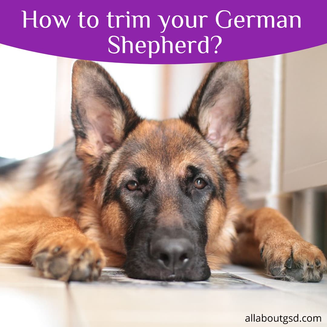 How To Groom The Face Of A German Shepherd - All About German Shepherds