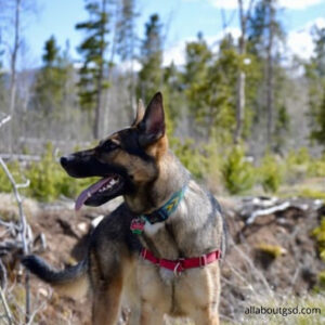 How To Train A German Shepherd