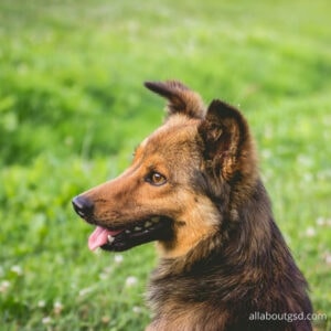 How To Train A German Shepherd By Using Baby Steps 