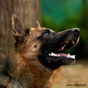 How To Command A German Shepherd Not To Chase The Stranger