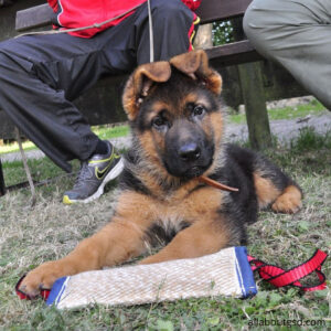 How Can Your Dog Sitting In Front Of You Or On A Table?