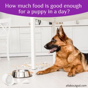 How Much Food Is Good Enough For A Puppy In A Day?