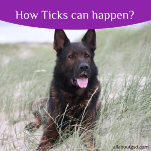 How Ticks Can Happen?