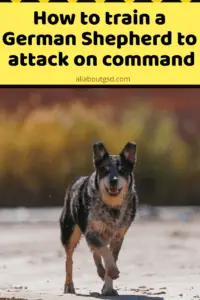 How To Train A German Shepherd To Attack On Command