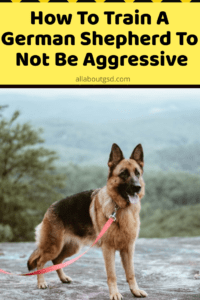 How To Train A German Shepherd To Not Be Aggressive