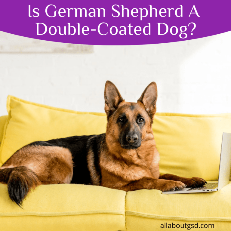 Is German Shepherd A Double-Coated Dog