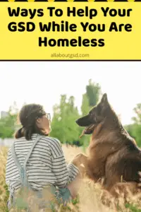 Ways To Help Your Gsd While You Are Homeless