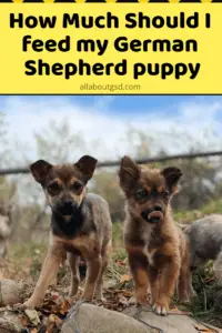 How Much Should I Feed My German Shepherd Puppy