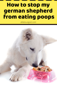 How To Stop My German Shepherd From Eating Poops