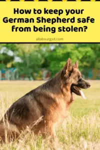 How To Keep Your German Shepherd Safe From Being Stolen?