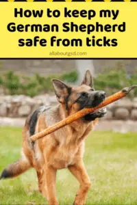 How To Keep My German Shepherd Safe From Ticks
