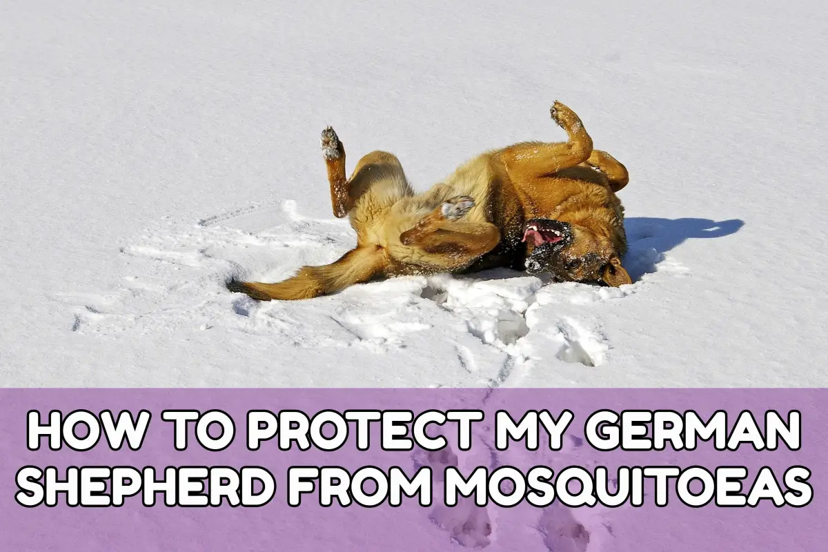 HOW TO PROTECT MY GERMAN SHEPHERD FROM MOSQUITOEAS