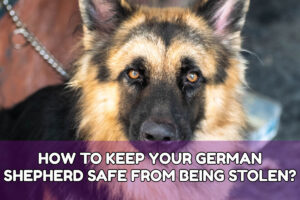 HOW TO KEEP YOUR GERMAN SHEPHERD SAFE FROM BEING STOLEN?