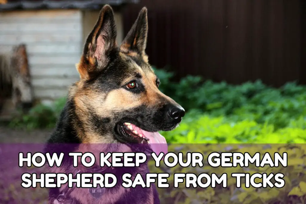 How To Keep Your German Shepherd Safe From Ticks