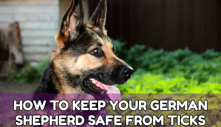 HOW TO KEEP YOUR GERMAN SHEPHERD SAFE FROM TICKS