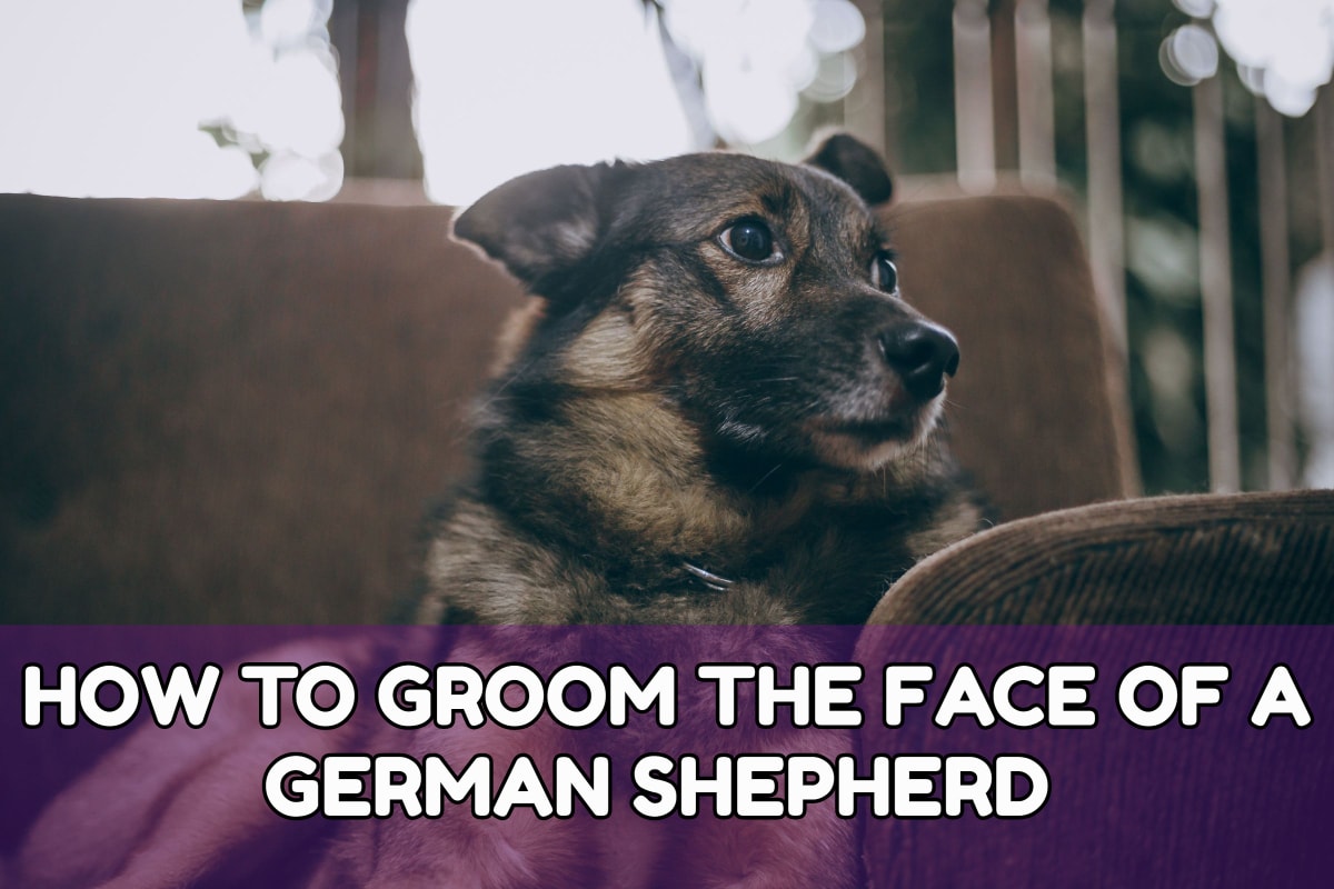 HOW TO GROOM THE FACE OF A GERMAN SHEPHERD
