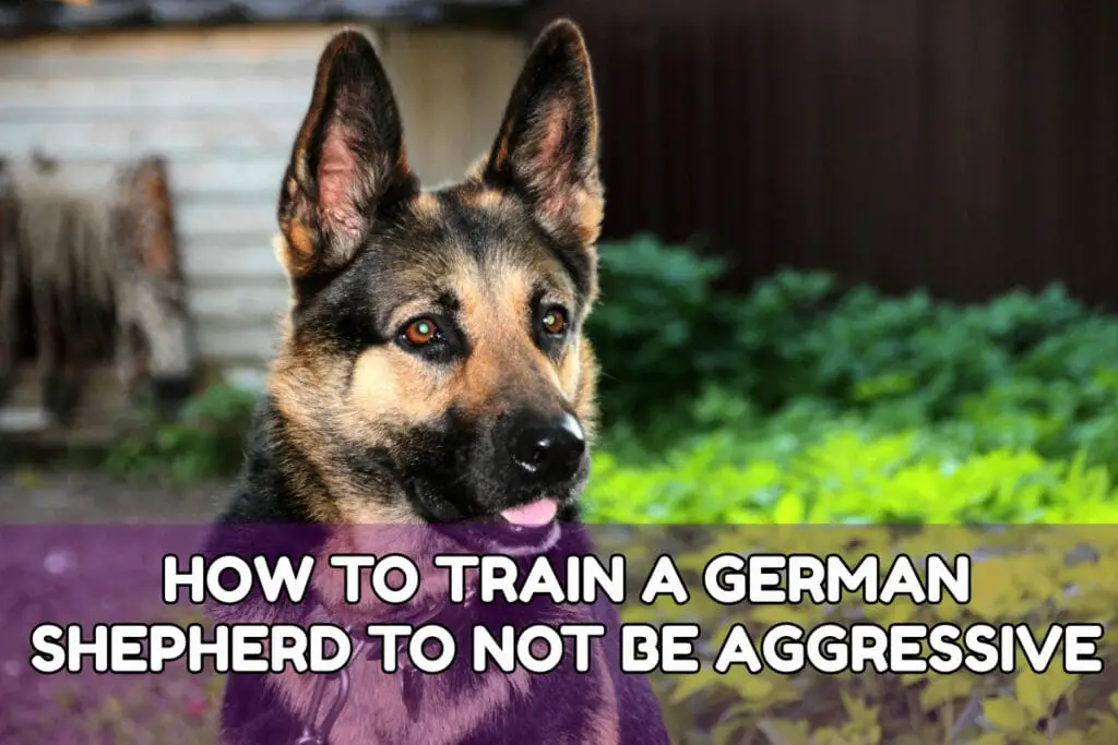 How To Train A German Shepherd To Not Be Aggressive