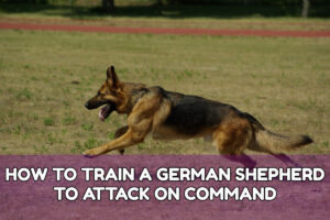 How TO TRAIN A GERMAN SHEPHERD TO ATTACK ON COMMAND
