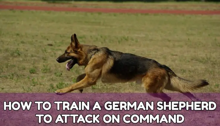 How TO TRAIN A GERMAN SHEPHERD TO ATTACK ON COMMAND