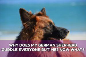 WHY DOES MY GERMAN SHEPHERD CUDDLE EVERYONE BUT ME? NOW WHAT?