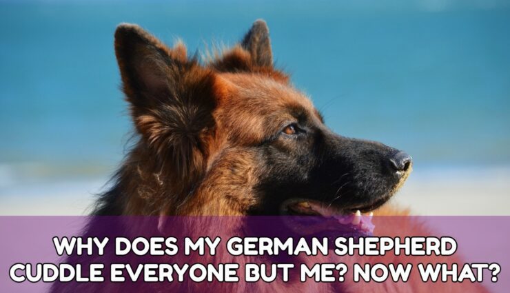 WHY DOES MY GERMAN SHEPHERD CUDDLE EVERYONE BUT ME? NOW WHAT?