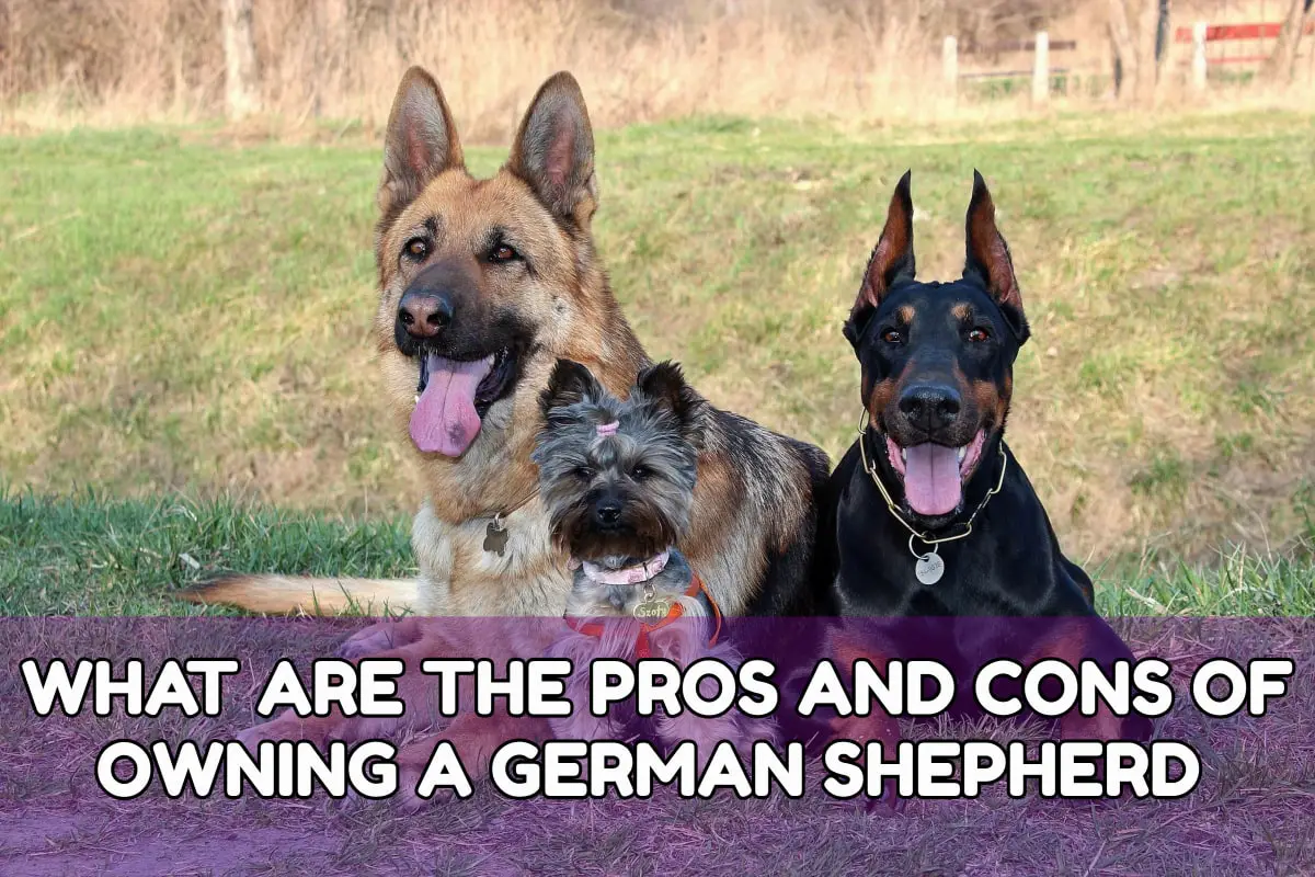 40+ Pros And Cons Of Owning A German Shepherd - All About GSD