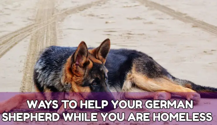WAYS TO HELP YOUR GERMAN SHEPHERD WHILE YOU ARE HOMELESS