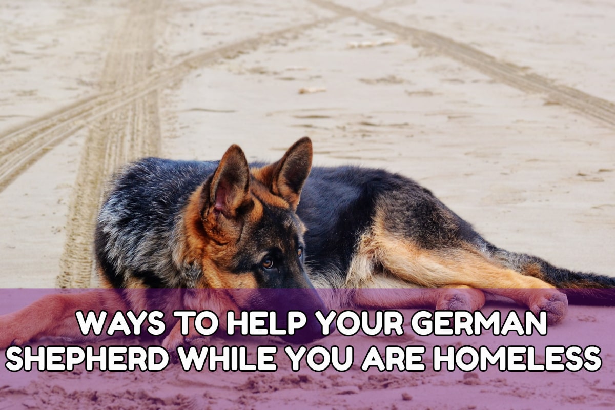 Ways To Help Your German Shepherd While You Are Homeless
