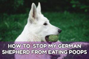 HOW TO STOP MY GERMAN SHEPHERD FROM EATING POOPS