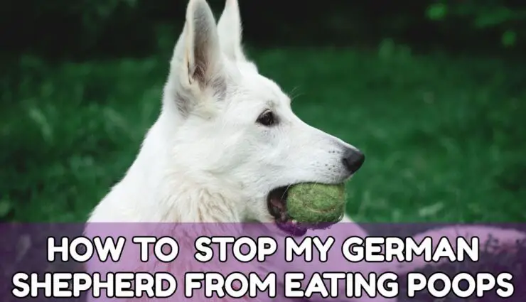HOW TO STOP MY GERMAN SHEPHERD FROM EATING POOPS