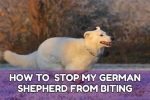 HOW TO STOP MY GERMAN SHEPHERD FROM BITING
