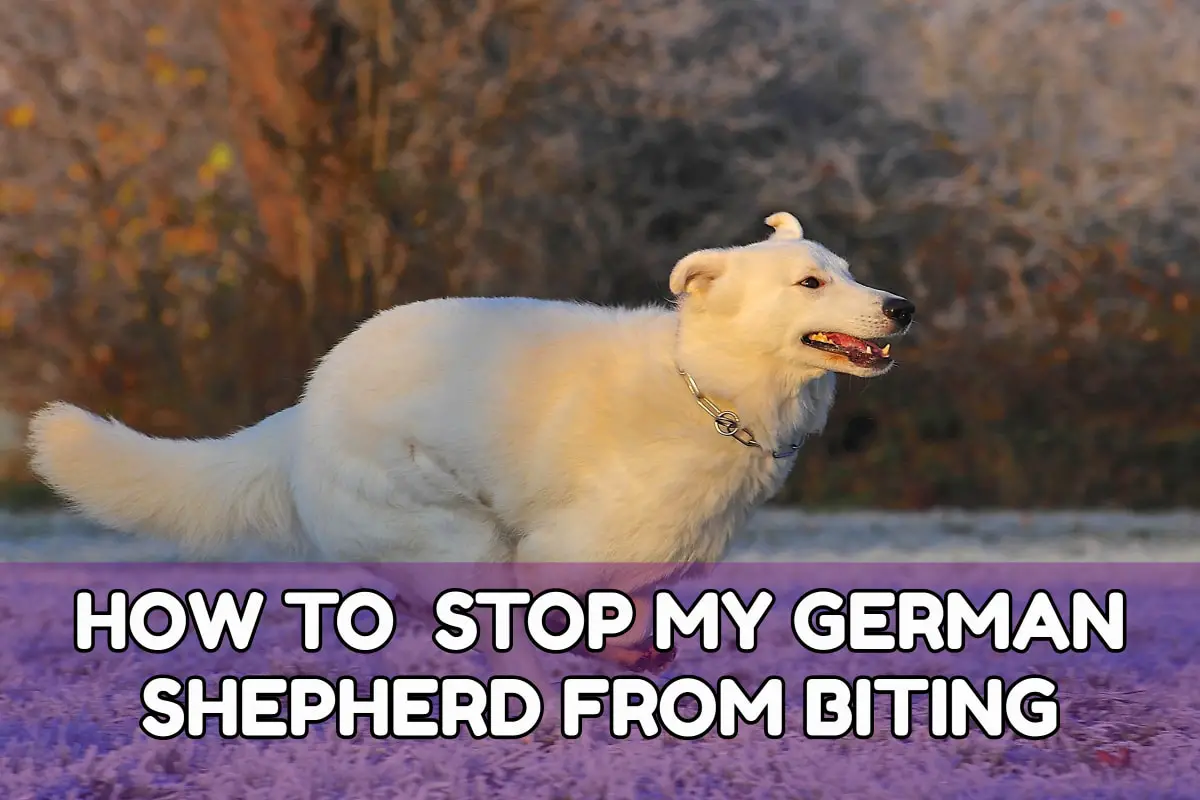 How To Stop My German Shepherd From Biting