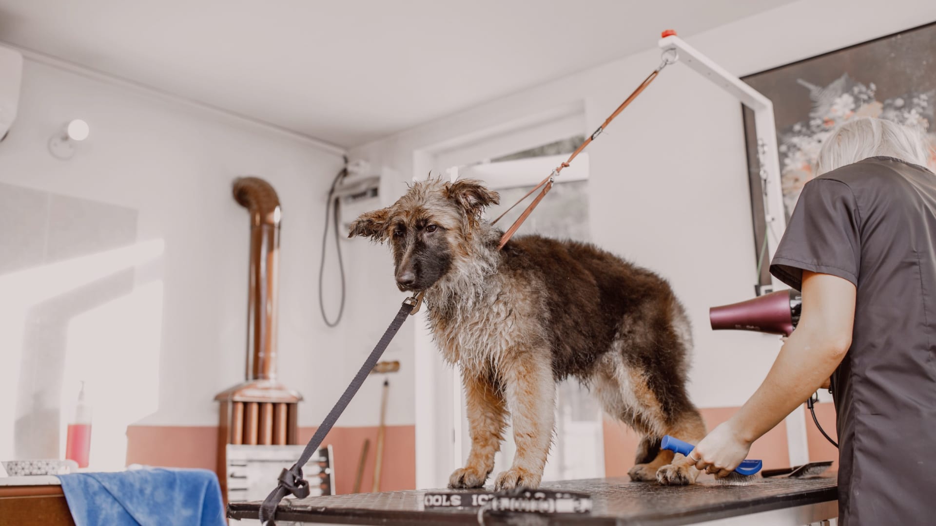 German Shepherd Grooming